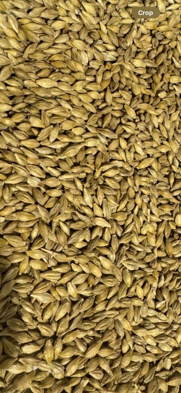 Unmalted Barley